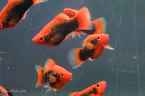 Red Base Black Coral Platy