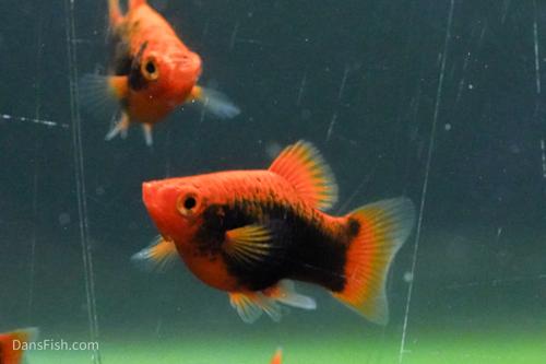 Red Base Black Coral Platy