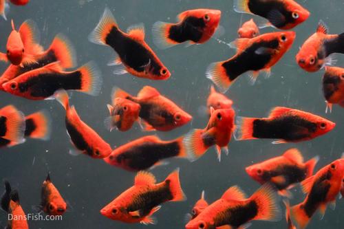 Red Base Black Coral Platy
