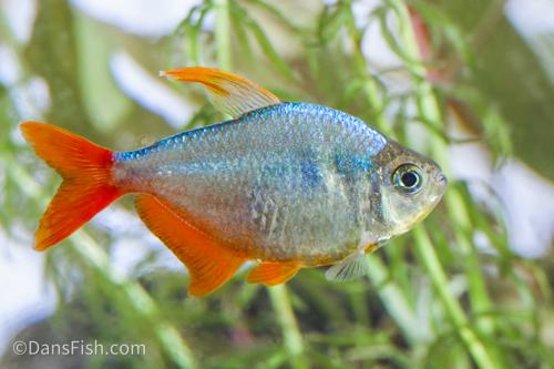 Red Blue Colombian Tetra
