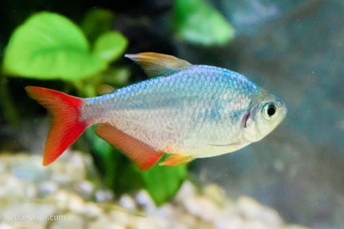 Red Blue Colombian Tetra