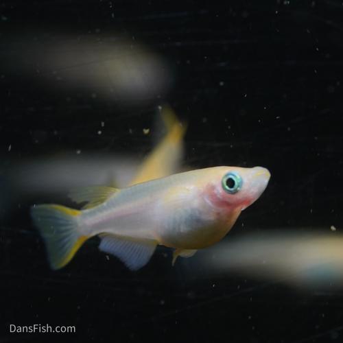 Red Emperor Medaka Ricefish Standard Fin