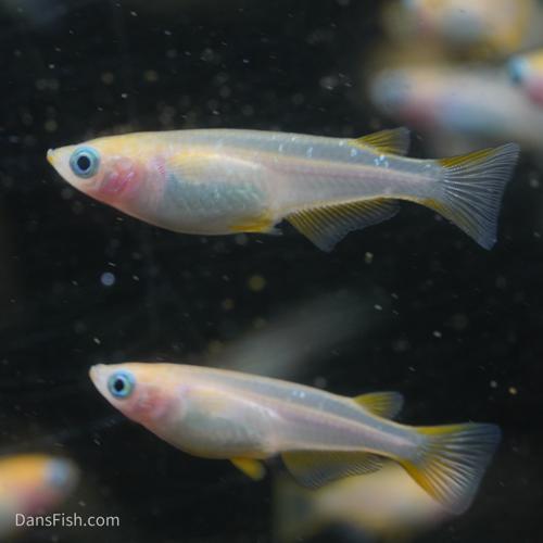 Red Emperor Medaka Ricefish Standard Fin