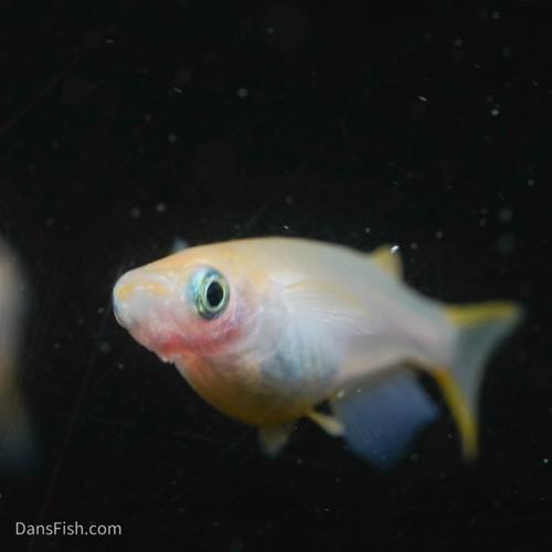 Red Emperor Medaka Ricefish Standard Fin