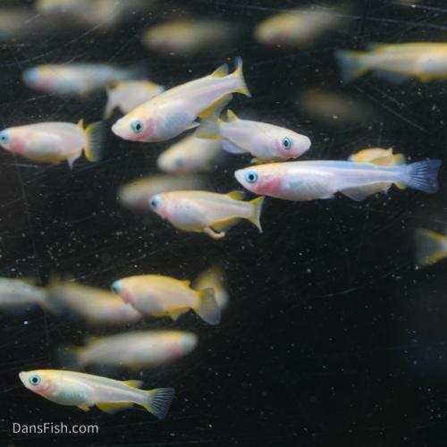 Red Emperor Medaka Ricefish Standard Fin