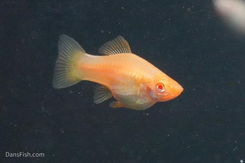 Red Eye Albino Swordtail