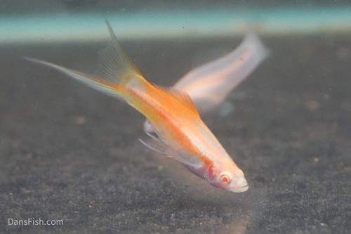 Red Eye Albino Swordtail