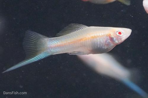 Red Eye Albino Swordtail