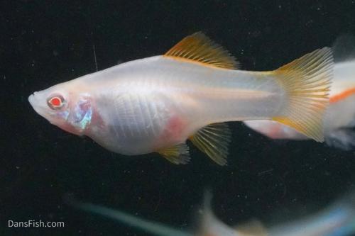 Red Eye Albino Swordtail
