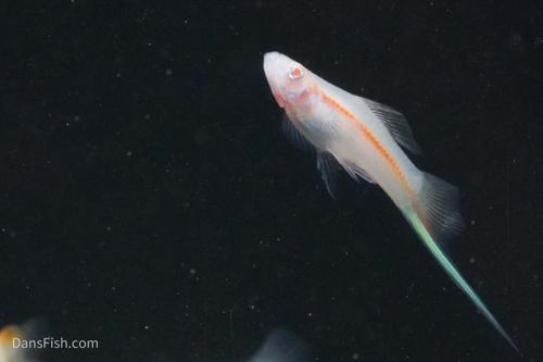 Red Eye Albino Swordtail
