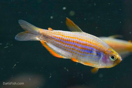Red Eye Kerri Tetra