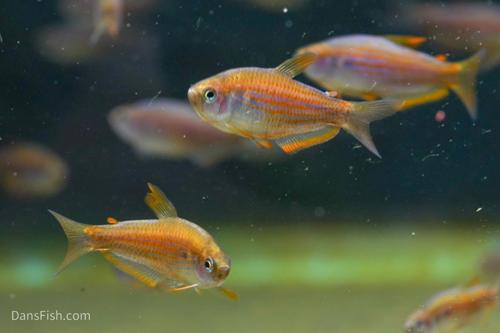 Red Eye Kerri Tetra