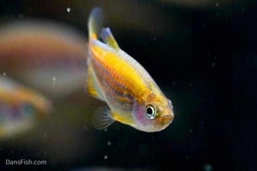 Red Eye Kerri Tetra