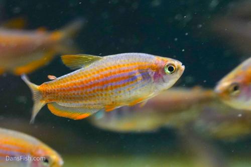 Red Eye Kerri Tetra