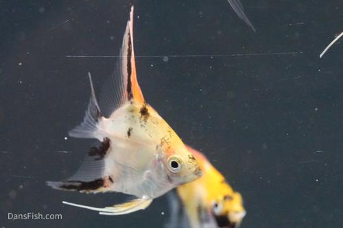 Red Koi Angelfish-Dean Tweeddale strain