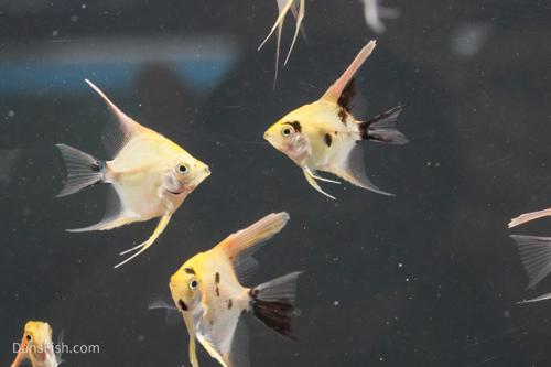 Red Koi Angelfish-Dean Tweeddale strain