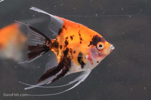 Red Koi Angelfish-Dean Tweeddale strain