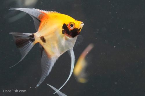 Red Koi Angelfish-Dean Tweeddale strain