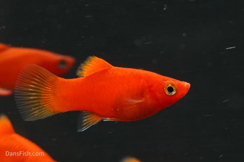 Red Platy