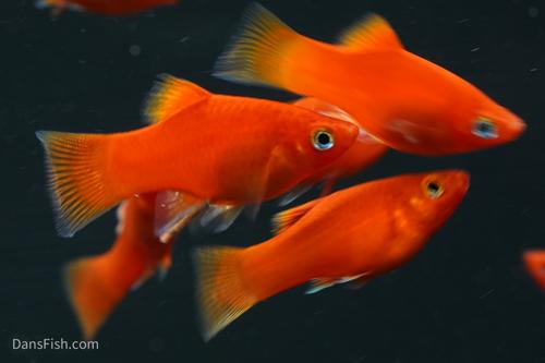Red Platy