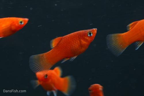 Red Platy