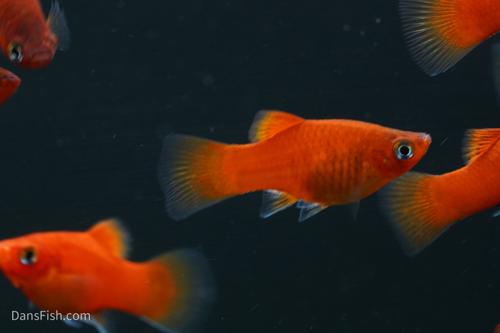 Red Platy