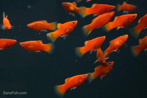 Red Platy