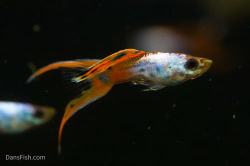Red Silverado Double Swordtail Guppy, Pair (1M1F)