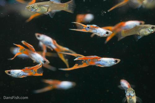 Red Silverado Double Swordtail Guppy, Pair (1M1F)