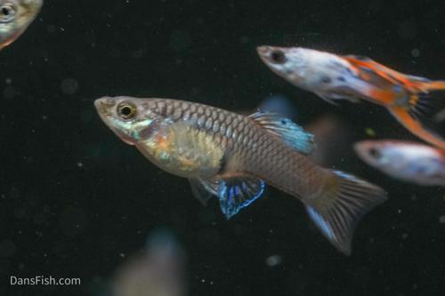 Red Silverado Double Swordtail Guppy, Pair (1M1F)