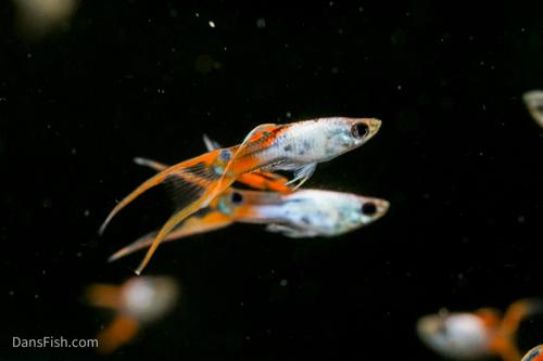 Red Silverado Double Swordtail Guppy, Pair (1M1F)
