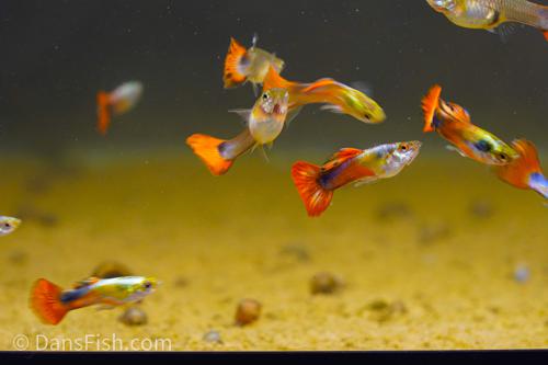 Red Tail Guppy, Male (Poecilia reticulata) - Dan’s Fish