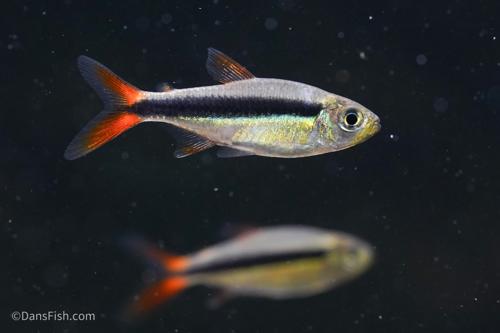 Characidae