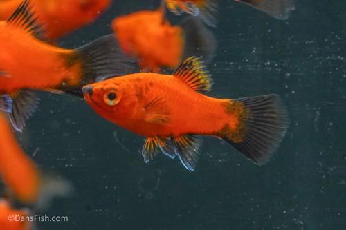 Red Wag Teacup Platy