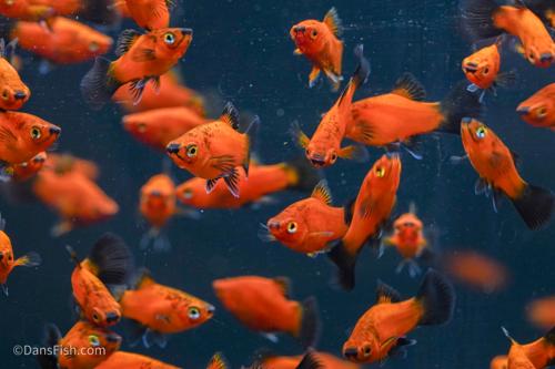 Red Wag Teacup Platy