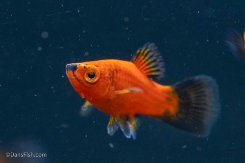Red Wag Teacup Platy