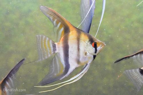 Redback Angelfish