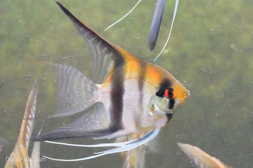 Redback Angelfish