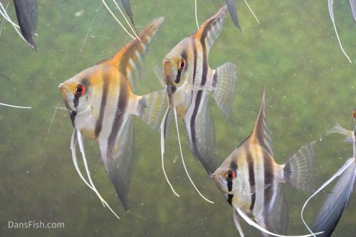 Redback Angelfish