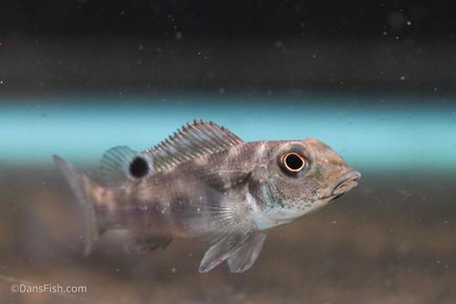 Reticulatus xinguensis