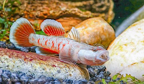 Scarlet Goby, Male