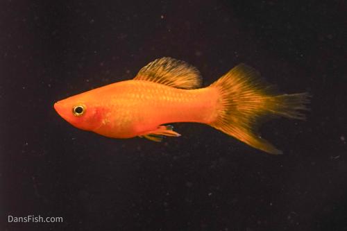 Solid Yellow Variatus Platy, Pair (1M1F)