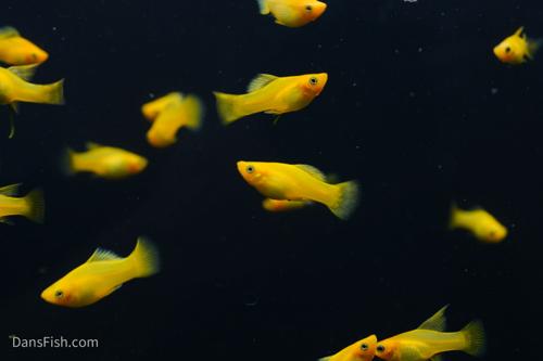 Solid Yellow Variatus Platy, Pair (1M1F)