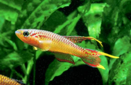 Splendid Lyretail Killifish, Pair (1M1F)