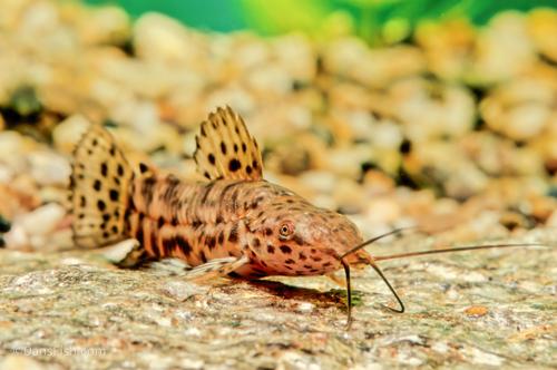 Hoplo Catfish
