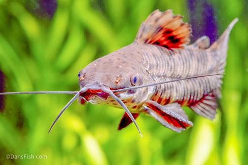 Hoplo Catfish