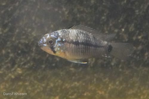 Steel Blue Apisto