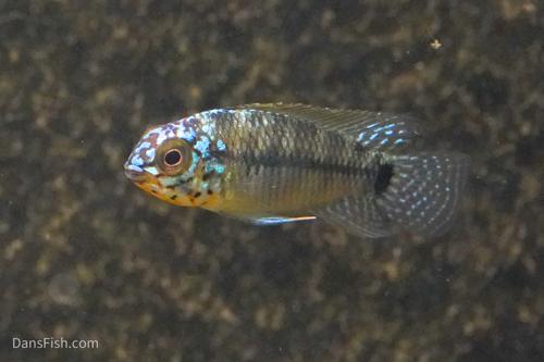 Steel Blue Apisto