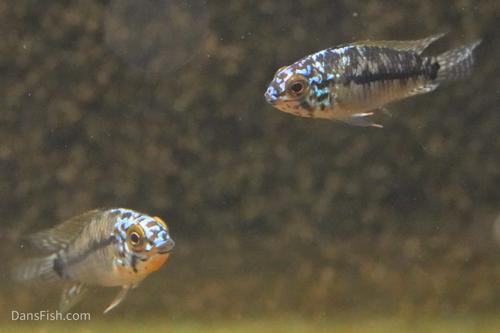 Steel Blue Apisto