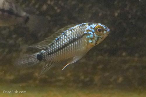 Steel Blue Apisto
